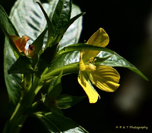 {Ludwigia decurrens}